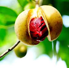 NUTMEG OIL - Rakesh Sandal Industries